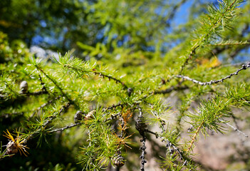 Close-up view of vibrant green conifer branches with delicate needles and pine cones, showcasing natural beauty and intricate details in a sunny outdoor environment