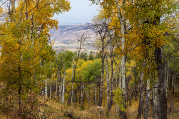 autumn forest in the autumn