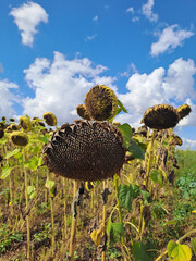 A field of ripe sunflowers against a blue sky in western Ukraine in summer. Taken with a phone camera