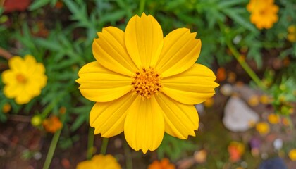 Obraz premium A vibrant yellow cosmos flower stands out against a blurred background of greenery and other blossoms.