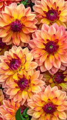 Vibrant dahlia blossoms