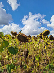 A field of ripe sunflowers against a blue sky in western Ukraine in summer. Taken with a phone camera