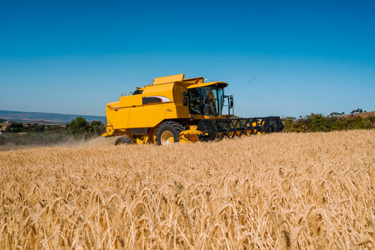 Yellow harvester in barley field under clear sky