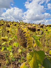 A field of ripe sunflowers against a blue sky in western Ukraine in summer. Taken with a phone camera