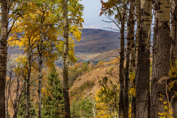 autumn trees in the forest