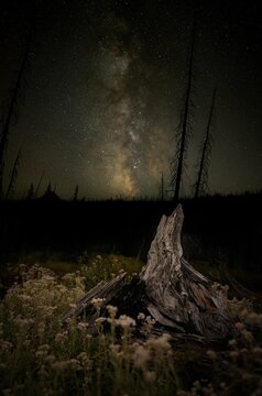 Milky Way Illuminates Tree Stump in a Serene Night Scene