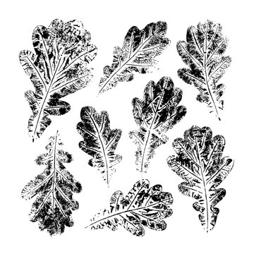 Isolated black stamps of oak leaves on white background. Leaf ink print. Set of plant imprint.