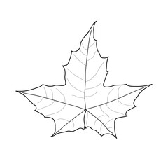 Black line maple leaf. Isolated black outline leaf of maple on white background