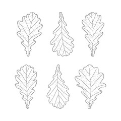 Set of black outline leaves of oak. Isolated black line oak leaves on white background.