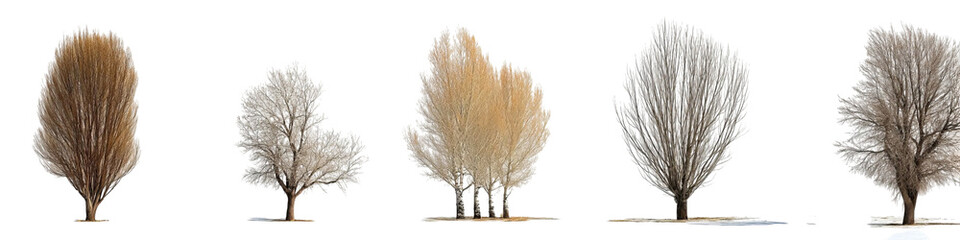 Fototapeta premium PNG of Five stylized trees showcasing seasonal changes—from golden hues to winter whites, revealing nature's beauty.