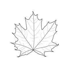 Black line maple leaf. Isolated black outline maple leaf on white background