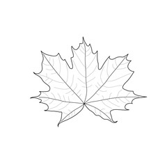 Isolated black outline leaf of maple on white background. Black line maple leaf