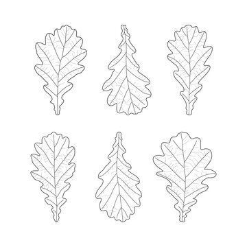 Set of black outline leaves of oak. Isolated black line oak leaves on white background.