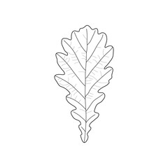 Black line leaf of oak. Isolated black outline leaf of oak on white background