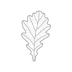 Black outline leaf of oak. Isolated black line oak leaf on white background.