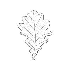 Black line leaf of oak. Isolated black outline leaf of oak on white background.