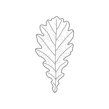 Black line leaf of oak. Isolated black outline leaf of oak on white background