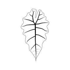Black outline leaf of alocasia polly. Isolated black line exotic leaf of alocasia poly on white background.