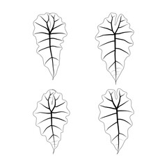 Set of black outline leaves of alocasia polly. Isolated black line exotic leaves of alocasia poly on white background
