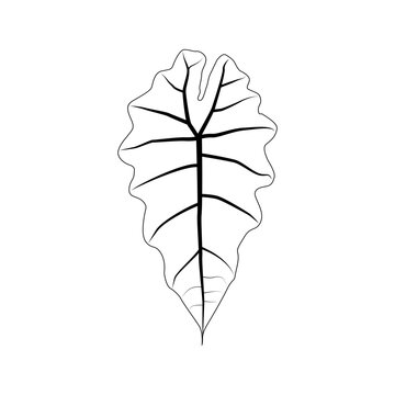 Black outline leaf of alocasia polly. Isolated black line exotic leaf of alocasia poly on white background.