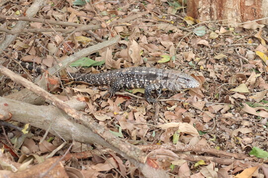 Teiu lizard walking calmly on dry leaves