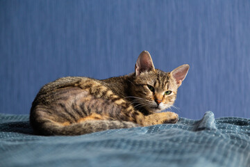 Close-up of a tabby domestic cat with striking green eyes resting on a bed against a blue wall background, perfect for themes of pets, coziness, animals, and home lifestyle.