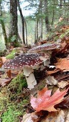 Fototapeta premium Three spotted mushrooms in a forest, surrounded by autumn leaves and moss