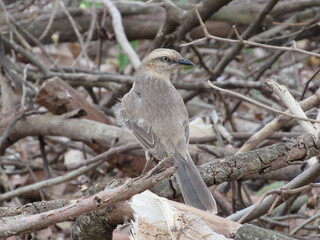 Field Thrush, among the dry bushes, observing the surroundings
