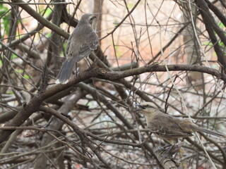 Field Thrush, among the dry bushes, observing the surroundings