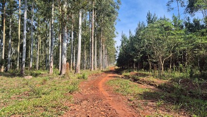 Fototapety na wymiar - Fototapeta24.pl