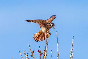 An American Kestrel female holding a grasshopper prey in her beak while balancing on the perch of a budding Spring tree with opened wings and a fanned tail.