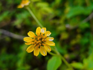 Wedelia flowers (Wollastonia biflora) bloom healthily on the beach.