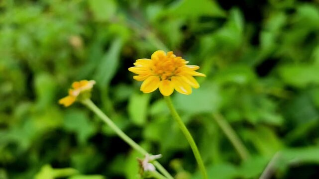Wedelia flowers (Wollastonia biflora) bloom healthily on the beach.