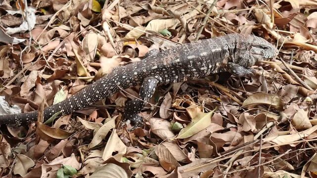 Tegu lizard walking calmly on the dry leaves of the trees