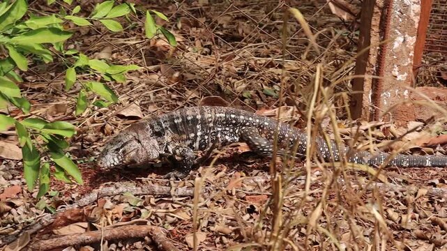 Tegu lizard walking calmly on the dry leaves of the trees