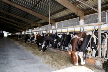 Cows feeding in a modern barn during the day in a rural farming area