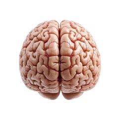 Realistic human brain showing intricate details isolated on white background