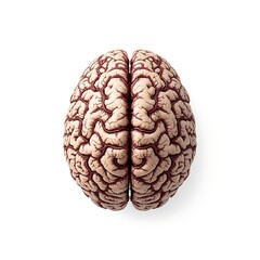 Realistic human brain showing intricate details isolated on white background