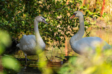 Jungschwan mit Schwan im Herbst an einem kleine Bach