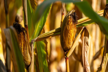 Reife Maiskolben im Oktober am Feld