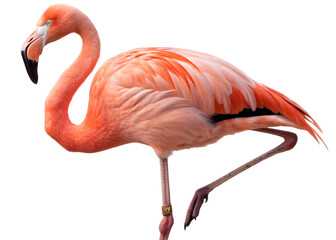 Fototapeta premium A flamingo standing on one leg with a gold band around its leg against a white background in the studio