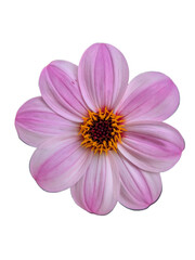 PNG, Two-Tone Dahlia Asset: Delicate pink and white striped flower with vibrant center, professional cut-out for delicate design work.