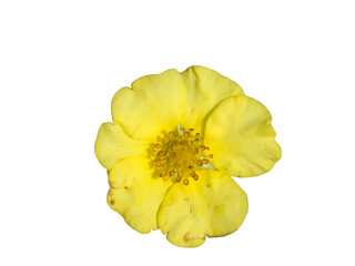 PNG, Vibrant Yellow Cinquefoil Cutout: Five-petal flower perfectly isolated, a cheerful,...