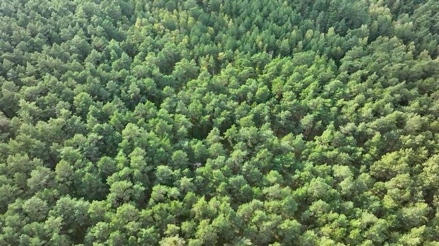 Aerial oak pine birch forest central Poland 1 4K. Thick pine, oak, birch forests with farm agriculture farm land. Farm rural area and landscape. Trees harvested for timber and firewood.