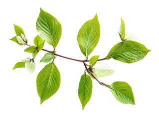 Fototapeta premium Vibrant green dogwood leaves and delicate branches isolated on transparent background
