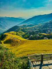  Scenic view of Longji Rice Terraces in Guangxi, China, with golden fields and morning mist enveloping distant hills
