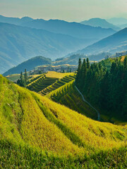  Scenic view of Longji Rice Terraces in Guangxi, China, with golden fields and morning mist enveloping distant hills