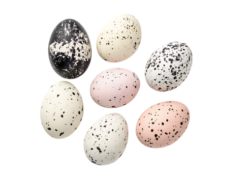 Seven speckled bird eggs arranged in a circle on a transparent background isolated on transparent background