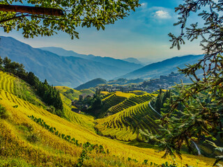  Scenic view of Longji Rice Terraces in Guangxi, China, with golden fields and morning mist enveloping distant hills