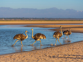 Four Ostriches With Long Legs